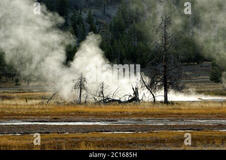 Alberi morti a Yellowstone con il vapore geotermico che si innalza dietro Foto Stock