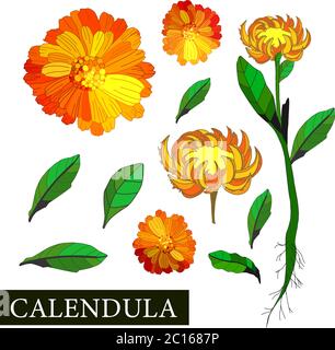 Fiore di calendula. Illustrazione botanica di calendula. Piante medicinali. Medicina alternativa. Fiore arancione su sfondo bianco. Vettore Illustrazione Vettoriale