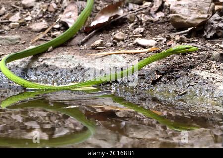 Un grande serpente orientale di frusta (Ahaetulla prasina) che parte dopo aver bevuto da una piscina di foresta nella Thailandia occidentale Foto Stock