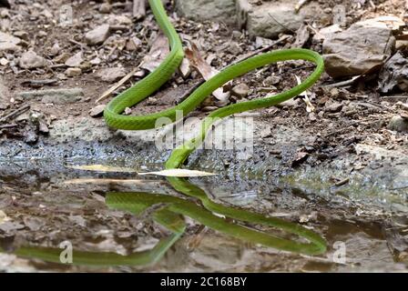 Un grande serpente orientale di frusta (Ahaetulla prasina) che beve da una piscina di foresta nella Thailandia occidentale Foto Stock