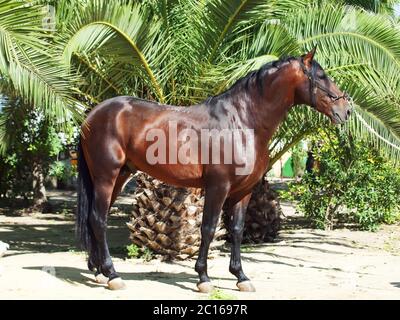 Incredibile stallone della baia andalusa vicino alla palma Foto Stock