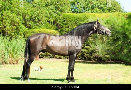 Esterno di stallone grigio andaluso di puro-bred. Spagna Foto Stock