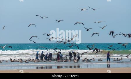 Palmar, Santa Elena / Ecuador - Ottobre 19 2019: Gruppo di pescatori artigianali che tirano il pesce dalla rete sulla spiaggia con un gruppo di pellicani e se Foto Stock