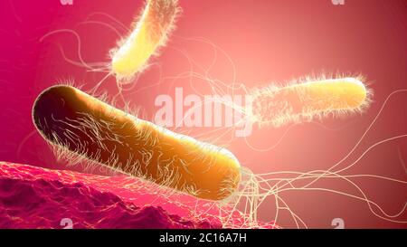 Batterio Pseudomonas aeruginosa, multiresistente agli antibiotici di colore giallo - illustrazione 3d Foto Stock