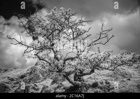 Immagine a infrarossi di un albero di spina Foto Stock