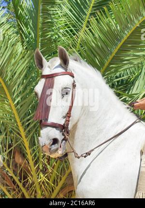 Ritratto di splendido stallone bianco andaluso Foto Stock