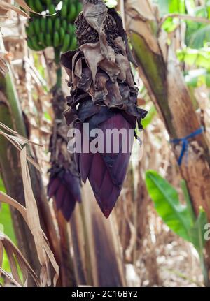 Fiore di piante di banana. close up Foto Stock