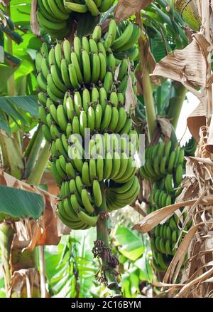 Piantagione di banane Foto Stock