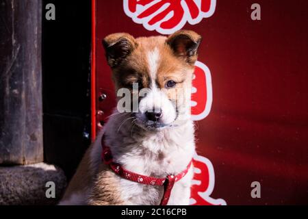 Carino cane cucciolo per le strade di Shanghai, Cina. Primo piano per la fotografia macro in modalità apertura con caratteri cinesi illeggibili su sfondo rosso. Foto Stock