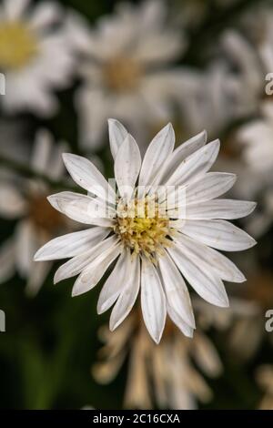 Prairie goldendrod (Solidago ptarmicoides) Foto Stock