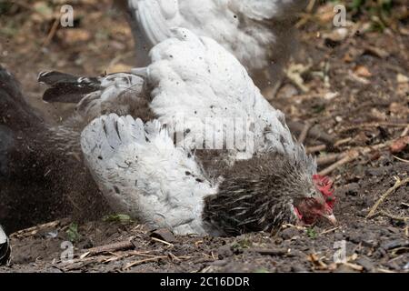 Luce Sussex gallina bagno di polvere. Isole britanniche. Foto Stock