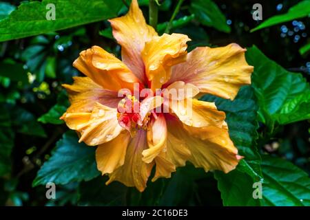 Giallo arancione Double DIP tropicale Hibiscus doppio fiore foglie verdi Pasqua Isola Cile. L'ibisco tropicale ha molte varietà. Foto Stock