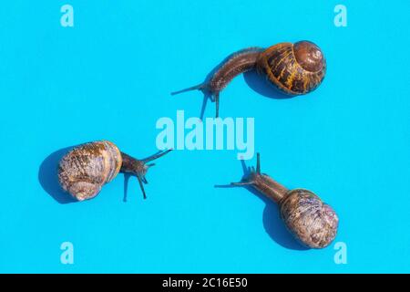 Tre lumache striscianti su uno sfondo blu pastello l'una verso l'altra in triangolo, lumache con animali della casa carino fauna selvatica in macro fotografia Foto Stock