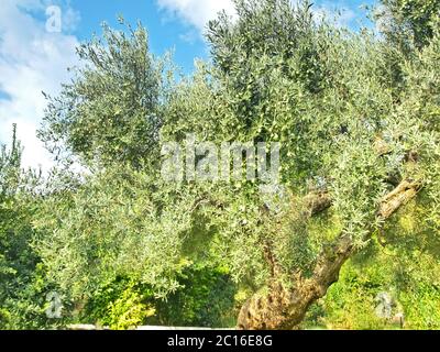 Antico olivo crescono in Grecia Foto Stock