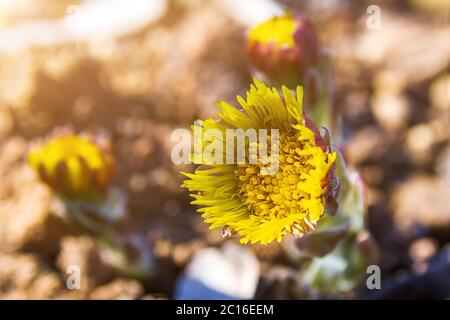 Fiore primaverile Tussilago farfarfara, fioritura coltsfoot, fuoco selettivo Foto Stock