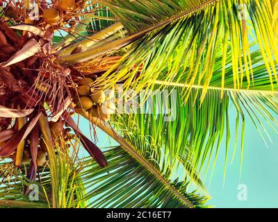 Noci di cocco sul palm tree Foto Stock