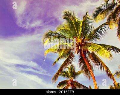 palme di cocco su sfondo blu Foto Stock