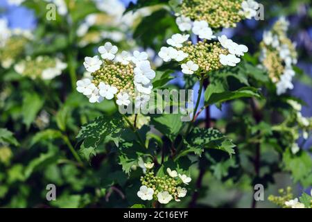 fiori bianchi di idrangea e boccioli su sfondo verde in una giornata di sole primavera Foto Stock