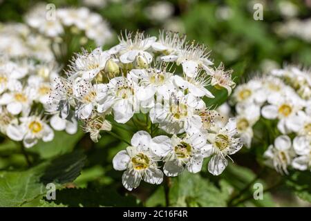 Gruppo di piccoli fiori bianchi. Physocarpus amurensis, conosciuto anche come Ninebark asiatico. Foto Stock