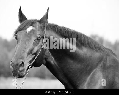 Ritratto di stallone di Trakehner in B&W. Foto Stock