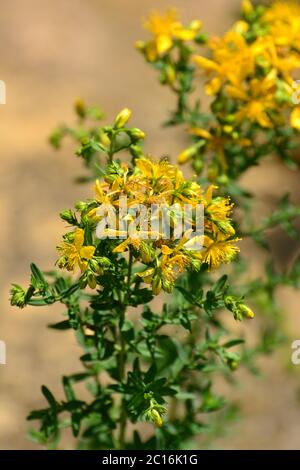 Erba di San Giovanni, Erba di San Giovanni perforata, Echtes Johanniskraut, Hypericum perforatum, közönséges orbáncfű, Ungheria, Magyarország, Europa Foto Stock