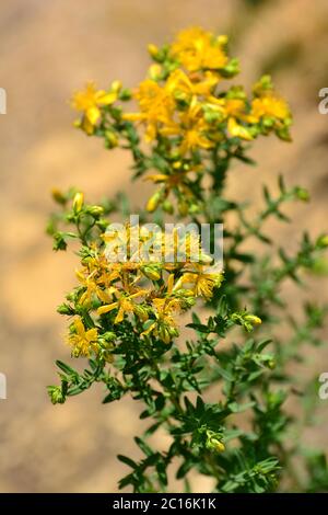 Erba di San Giovanni, Erba di San Giovanni perforata, Echtes Johanniskraut, Hypericum perforatum, közönséges orbáncfű, Ungheria, Magyarország, Europa Foto Stock