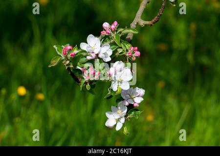Apelblüte in weiß, pink mit unscharfem Hintergrund Foto Stock