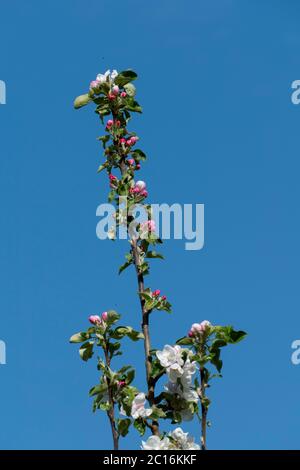 Apelblüte in weiß, pink mit unscharfem Hintergrund Foto Stock