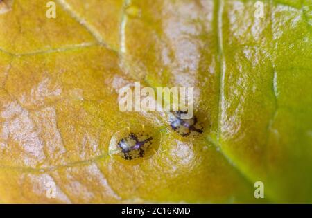 Macrofotografia di insetti di Diaspididae su vaso fogliare. Insetti di scala armati a piante domestiche. Insetti succhiare pianta. Infestato. Foto Stock