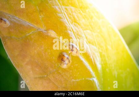 Macrofotografia di insetti di Diaspididae su vaso fogliare. Insetti di scala armati a piante domestiche. Insetti succhiare pianta. Infestato. Foto Stock