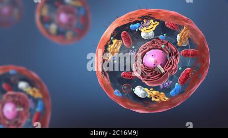 Componenti di cellule eucariotiche, nuclei e organelli e membrana plasmatica - illustrazione 3d Foto Stock