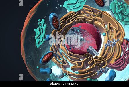 Componenti di cellule eucariotiche, nuclei e organelli e membrana plasmatica - illustrazione 3d Foto Stock