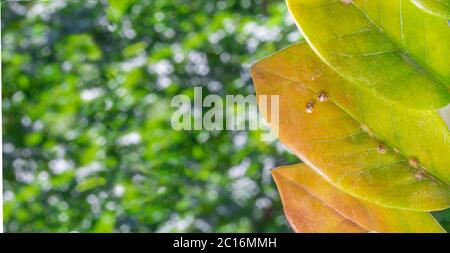 Macrofotografia di insetti di Diaspididae su vaso fogliare. Insetti di scala armati a piante domestiche. Insetti succhiare pianta. Infestato. Copia foto spazio Foto Stock