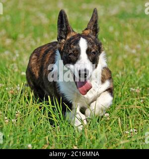 Gallese Cardigan Corgi cane sull'erba Foto Stock