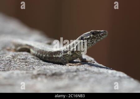 Comune parete lucertola podarcis muralis Rettile primo piano Ritratto chiaro Foto Stock