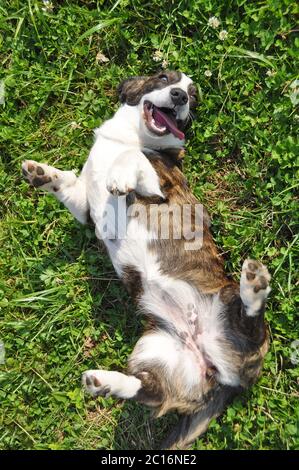 Gallese Cardigan Corgi cane vista dall'alto su erba Foto Stock