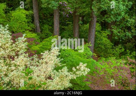 Acero giapponese giardino, Fern Canyon giardino, Mill Valley, California Foto Stock