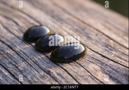 Giada nera pietra verde traslucida in luce solare su legno. La giada nera è di colore verde scuro, ma sotto la luce è semitrasparente, apprezzata Foto Stock