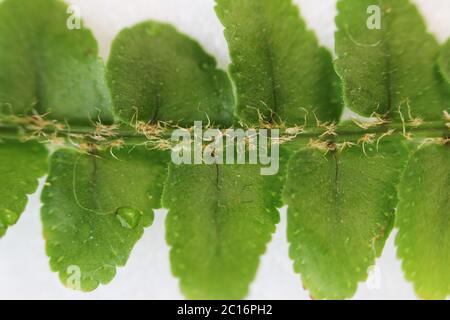 Nephrolepis exaltata la spada Fern - una specie di felce in famiglia Lomariopsidaceae Foto Stock