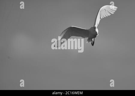 Bovini egret Bubulcus ibis heron Ardeidae Kenya in volo Foto Stock