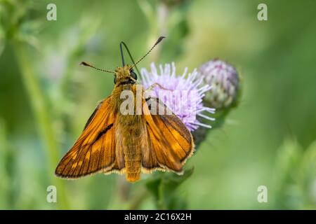 Grande skipper farfalla (Ochlodes Sylvanus) che si stacchera su un cardo, Regno Unito Foto Stock