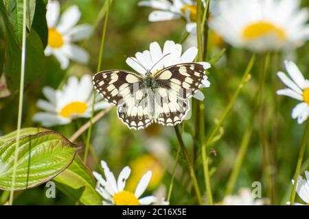 Farfalla bianca marmorizzata (Melanargia galatea) che si staglia sulle margherite di un occhio di mare in un prato di fiori selvatici, Regno Unito Foto Stock