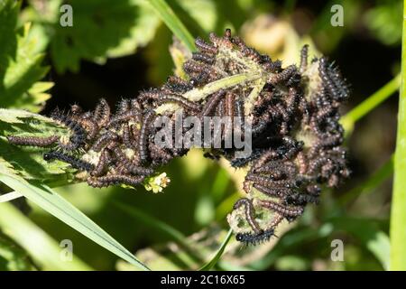 Larve (caterpillars) della farfalla del pavone (Aglais io) che si basa e si alimenta su ortica pungente, Regno Unito Foto Stock