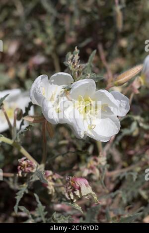 Primrose in California, Oenotera californica, Onagraceae, perenne nativo alle frange della Yucca Valley, deserto del Mojave meridionale, Springtime. Foto Stock