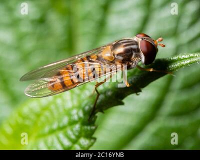 Orange e nero banda adulto maschio vespa mimica marmellata hoverfly, Episyrphus balteatus, in un giardino britannico Foto Stock