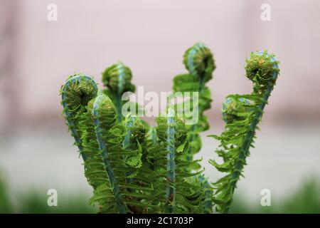 Nefrolepis exaltata la spada Fern - una specie di felce della famiglia Lomoniopsidaceae. Foto Stock