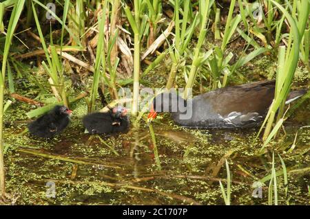 Giovane moorhen pulcini coraggiosamente lasciando il nido per nutrirsi. Moorhens meno di una settimana - gallinula chloropus rail baby pulcino giovane Foto Stock