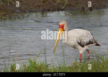 Cicogna gialla Mycteria ibis anche chiamato cicogna legno o legno ibis arge cicogna africana famiglia Ciconiidae Ritratto Foto Stock