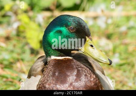 Primo piano di testa colpo di maschio mallard anatra o drake seduto al sole in un parco, mostrando piumaggio - anas platyrhynchos, testa verde, uccello Foto Stock