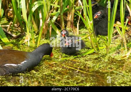 Giovane moorhen pulcini coraggiosamente lasciando il nido per nutrirsi. Moorhens meno di una settimana - gallinula chloropus rail baby pulcino giovane Foto Stock